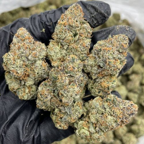 cherry rainbow indoors strain