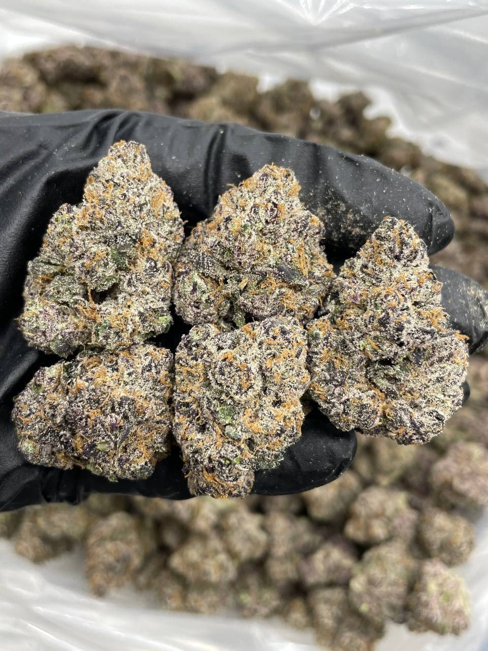 turbo cherriez indoors